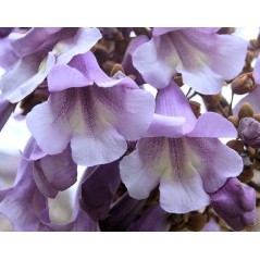 Paulownia catalpifolia