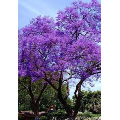 Paulownia elongata