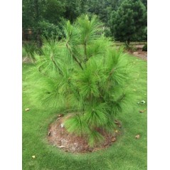 Pinus Yunnanensis - 10 graines