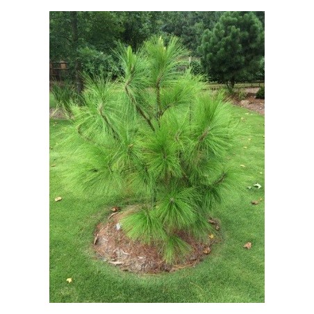 Pinus Yunnanensis - 10 graines