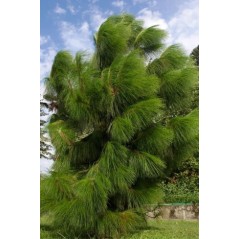 Pin du Yunnan - Pinus yunnanensis