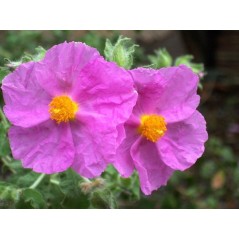 Cistus Albidus - 10 graines