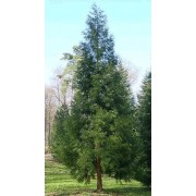 Cryptomeria Japonica - 10 graines